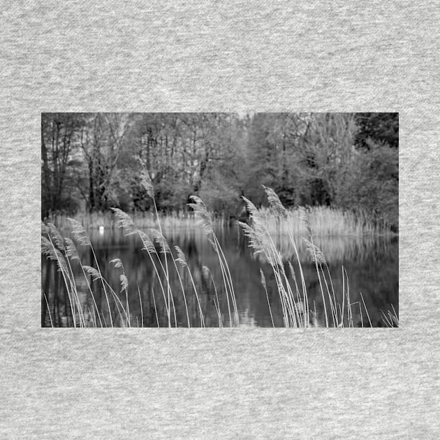 Reeds on the lake by yackers1